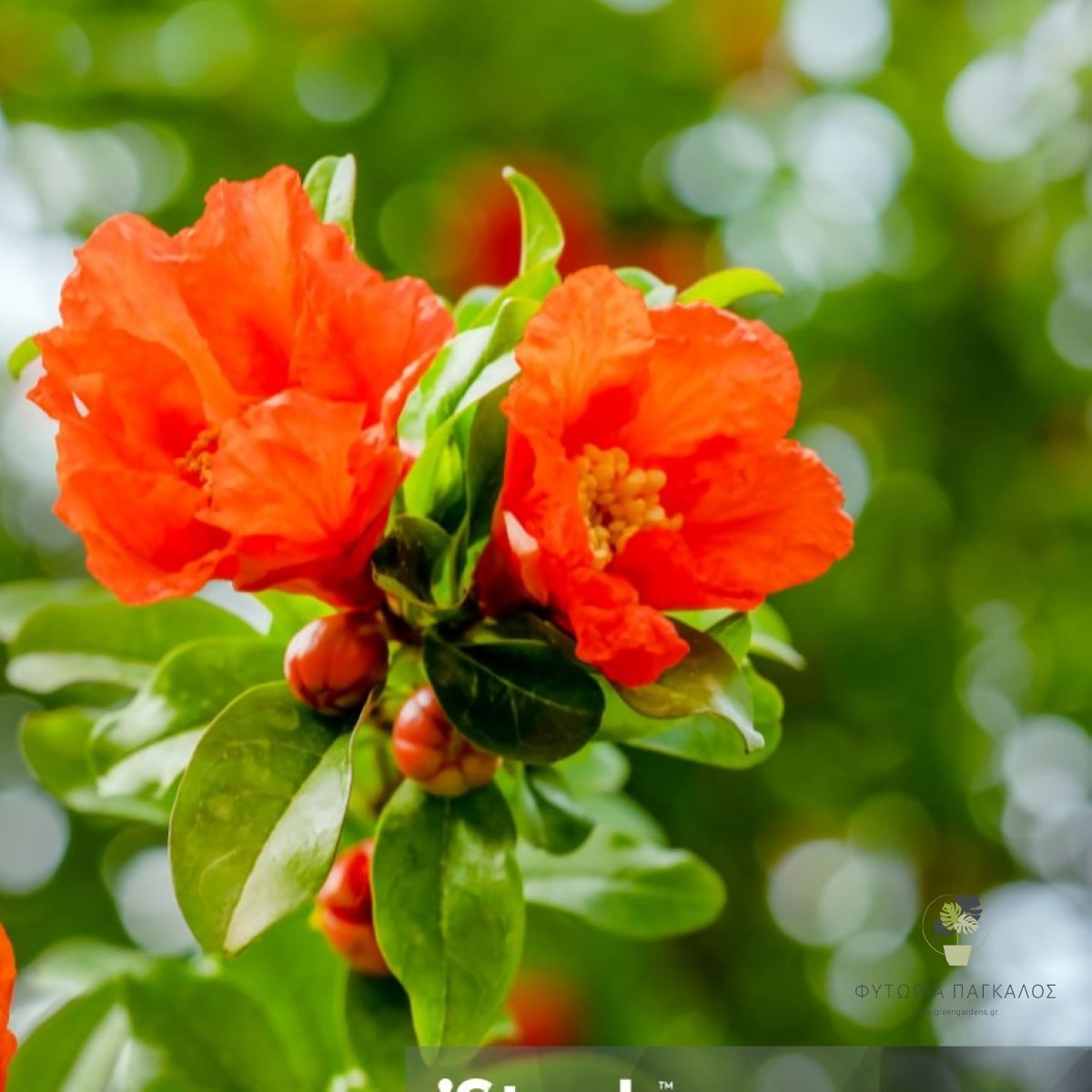 ΡΟΔΙΑ ΝΑΝΑ – Punica granatum ‘Pleniflora’